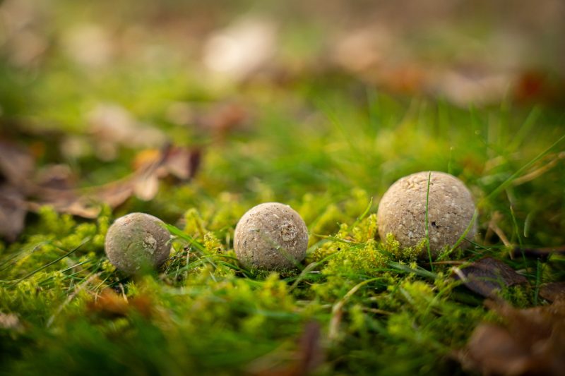 Zoete vismeel boilies voedingsrijk